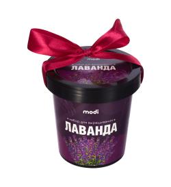 Набор для выращивания Лаванда