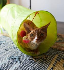Тоннель для кошек (50см)